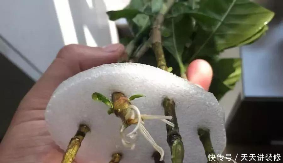  水培栀子花生根后土栽，成活率高服盆快