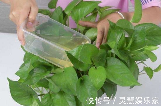 3种植物是老酒鬼,一喝啤酒就疯长,根本不用施肥!