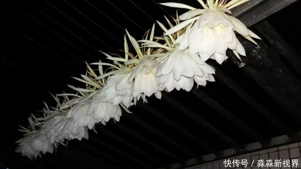 荷花|大爷养的“荷花”,窜的房顶高,垂下来变成花瀑布!