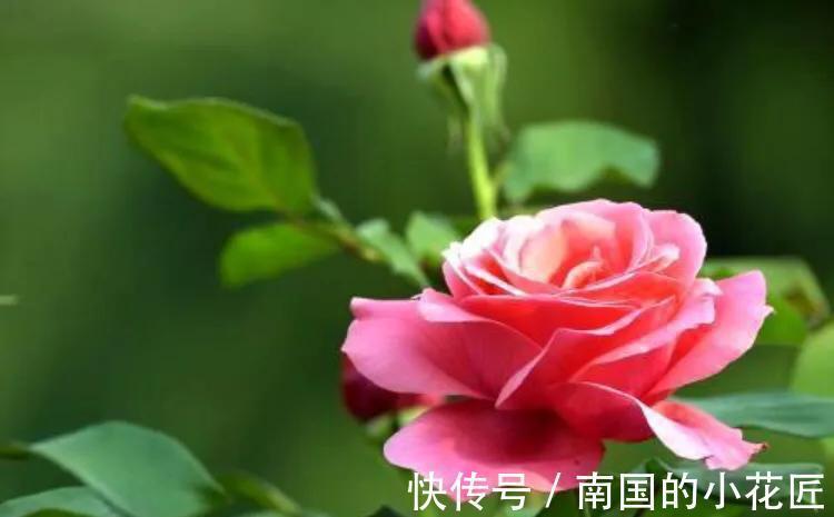 杜鹃花|俗话说“五种花草进家门，招财纳福出贵人”，有道理吗