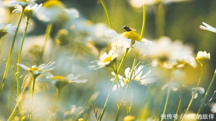 生来|佛说:生来富贵命!谁娶了3大生肖女,穷死也能发大财!