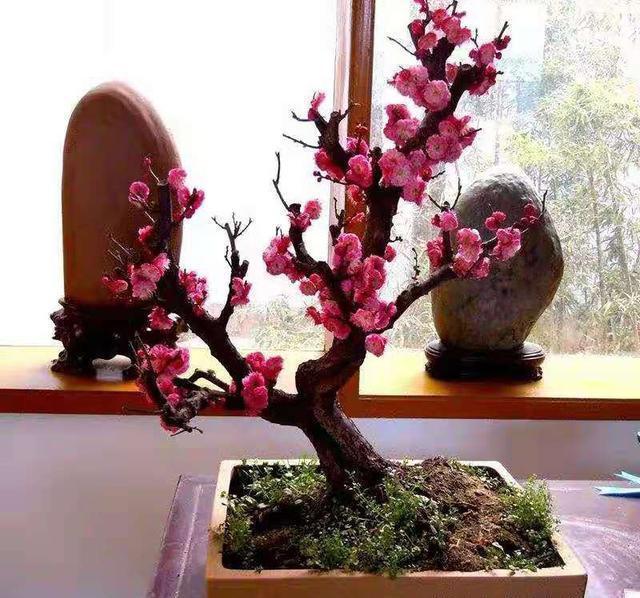 盆景中的优选，家中摆上两盆，高端大气上档次