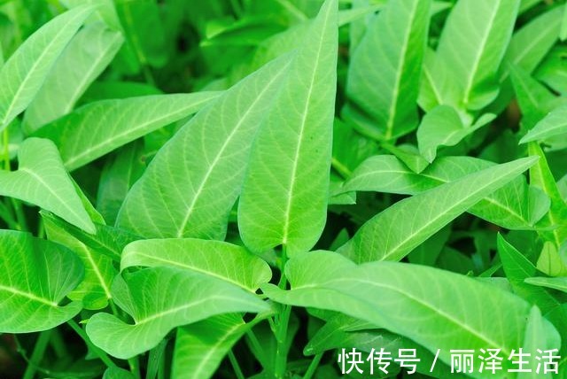 土生|这菜被称为“绿色精灵”，钙是番茄的12倍，9毛1斤，常吃洁齿防龋