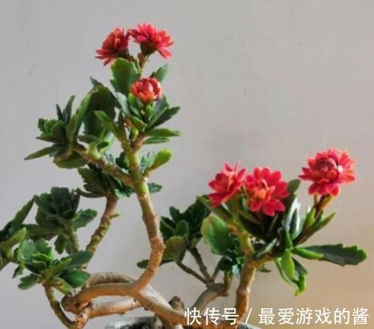 买了一盆正在开花的长寿花,可以给它换盆土吗,怎么养护呢