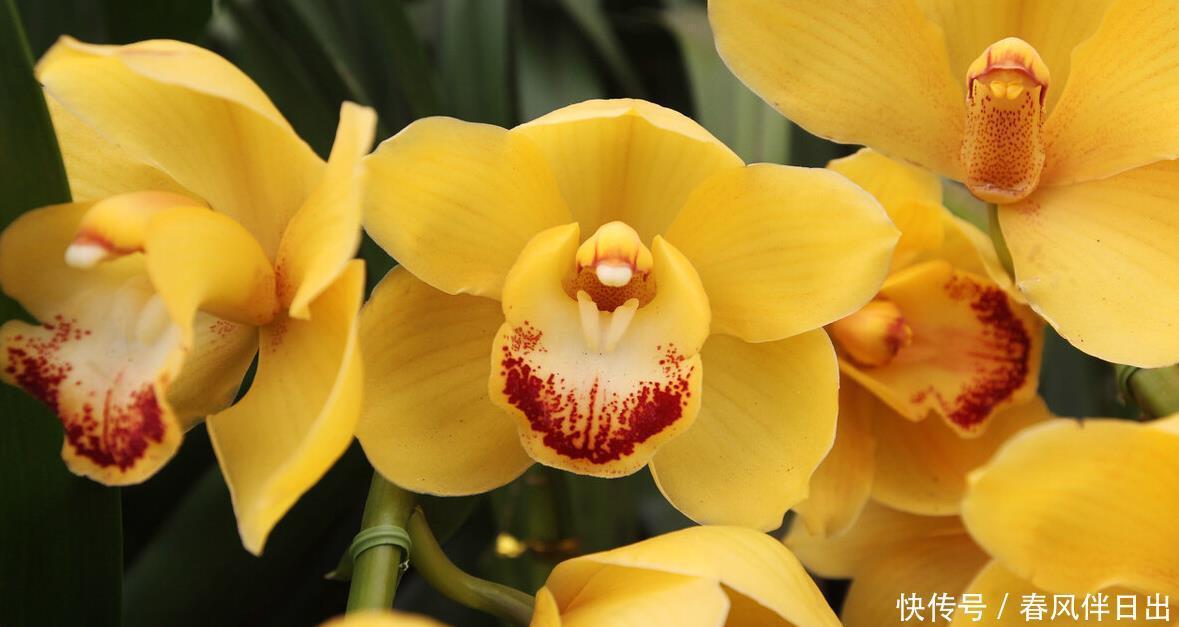 买年宵花时,遇到这5种,再便宜也不买,别不听劝