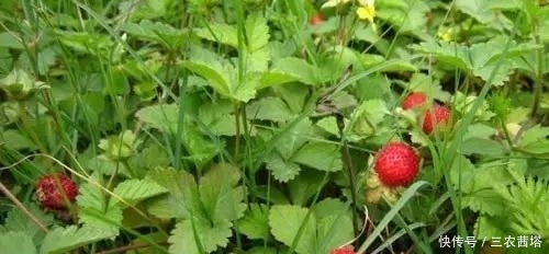 老中医|农村有几类野草,一个比一个出名,老中医最是喜爱!