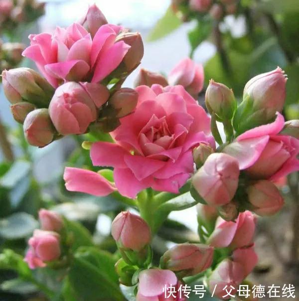 养长寿花的秘密武器，大神不愿公开，花开鲜艳又多姿，很漂亮