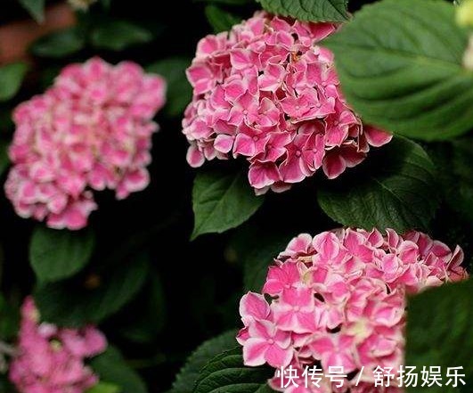 1种“洋绣球”，养花人爱不释手，开花多、花期长，养护也不难