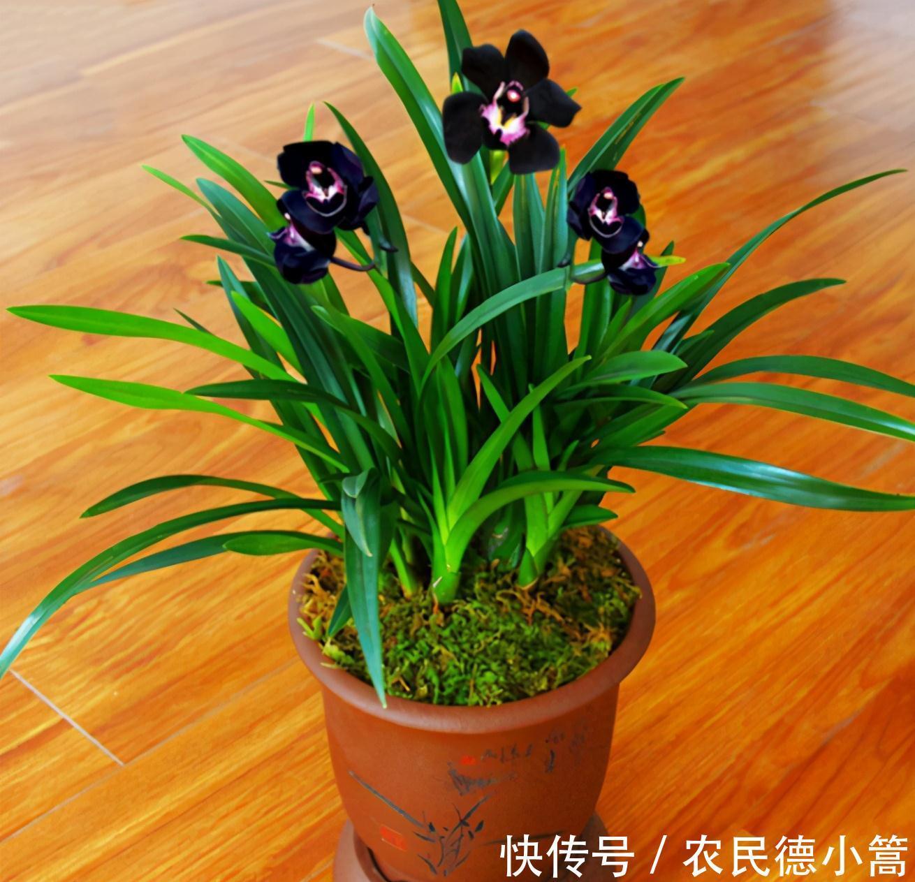 不像兰花的兰花，被誉为是兰花界的黑魔法，新手也可以养