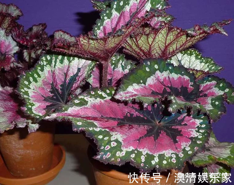 四个形态各异的秋海棠品种,你喜欢观叶的还是观花的