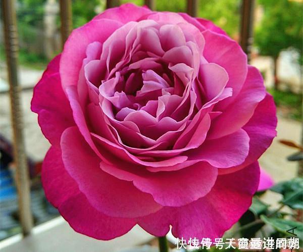 难度|最美的波浪边月季,又香又勤花,种植无难度,非常适合新手