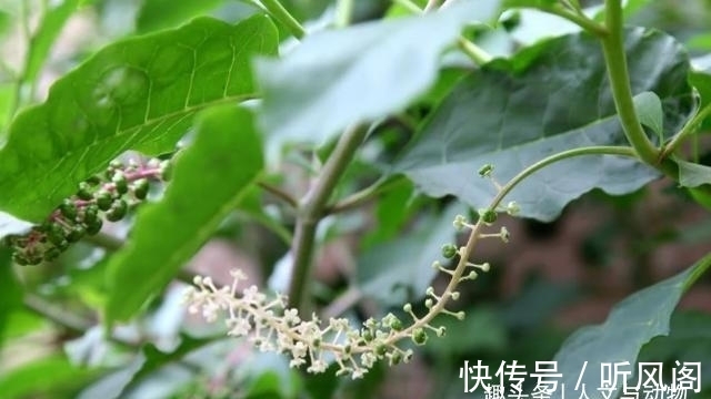 邻居|鸟粪落入8旬老奶奶家中,长出野参树邻居说值10万,到底是真是假