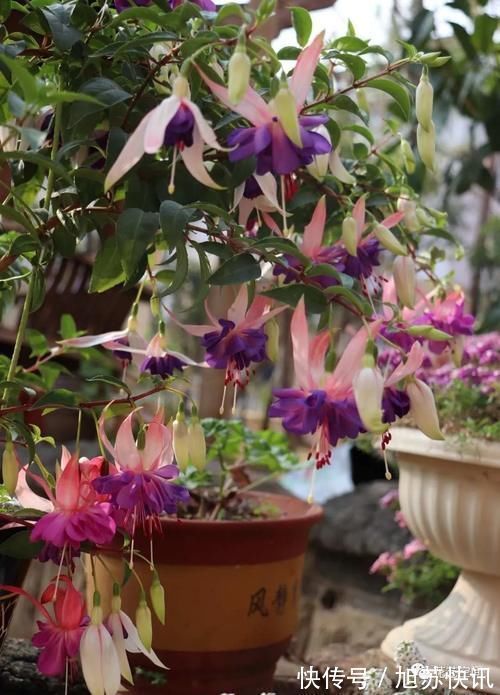 花期|“最累”的8种花,花开连续几个月,一次开花几百朵!