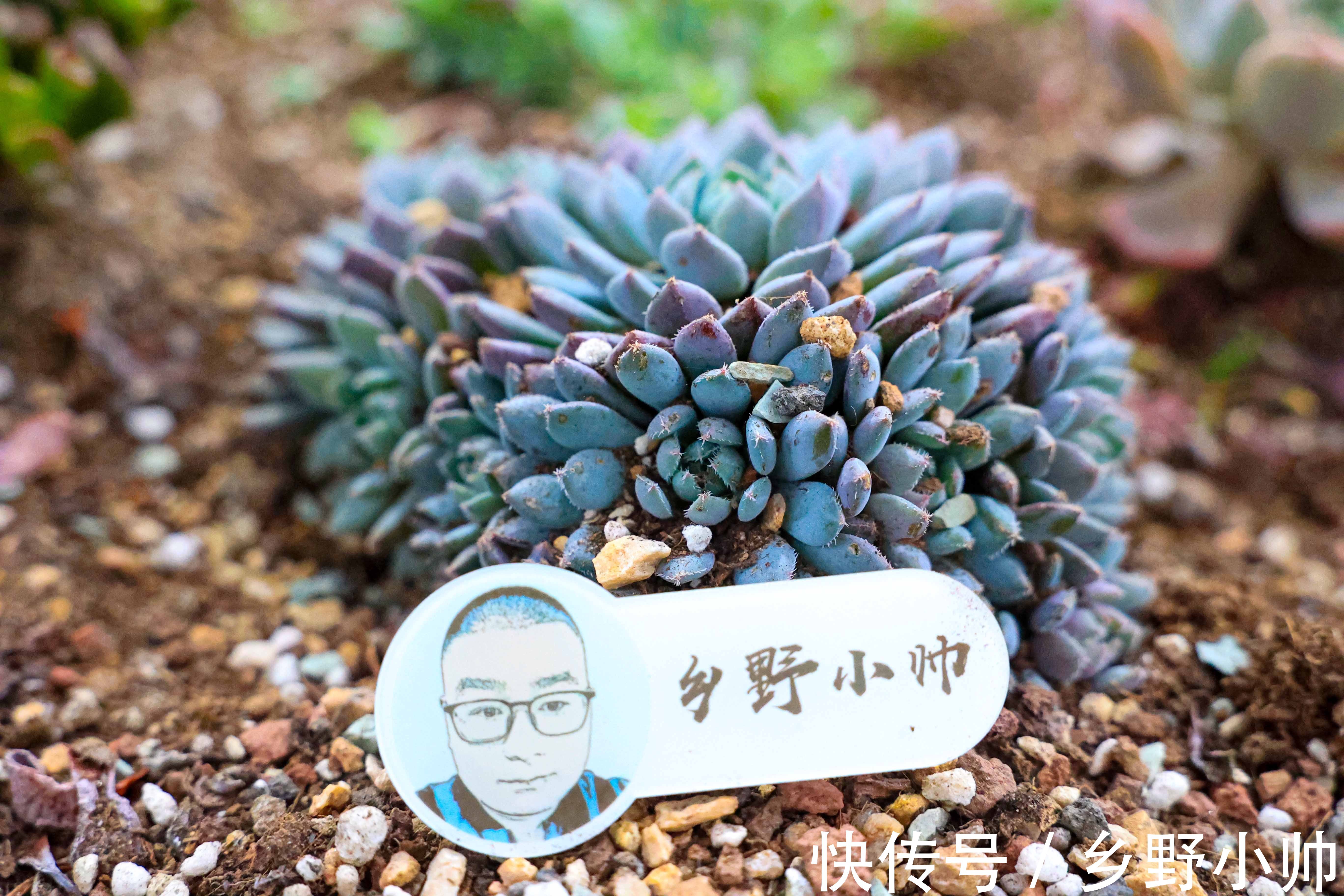 养肉过程中,多肉叶片出现2种现象是在“求救”,千万别忽视