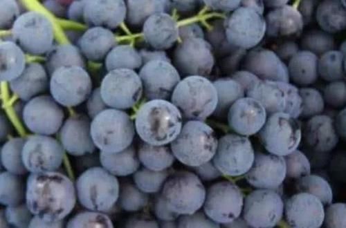 男人别老是吃韭菜，4物才是天然“雄激素”，每天多吃，更健康