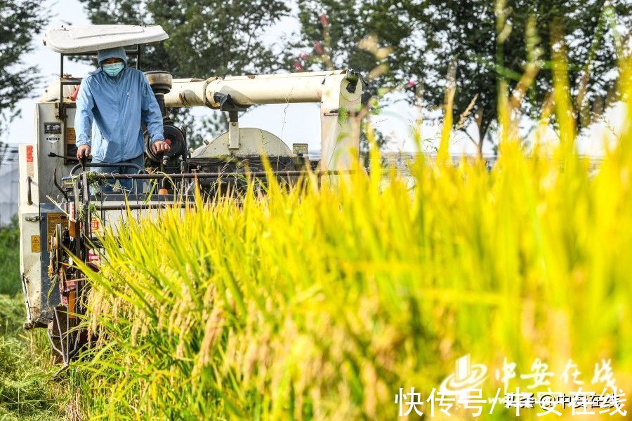 合肥|美丽安徽：胜日寻芳景 皖山皖水情