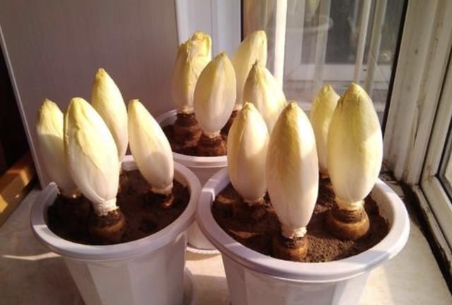 不想出门,就在阳台种“2种菜”,采摘一茬又一茬,够全家吃