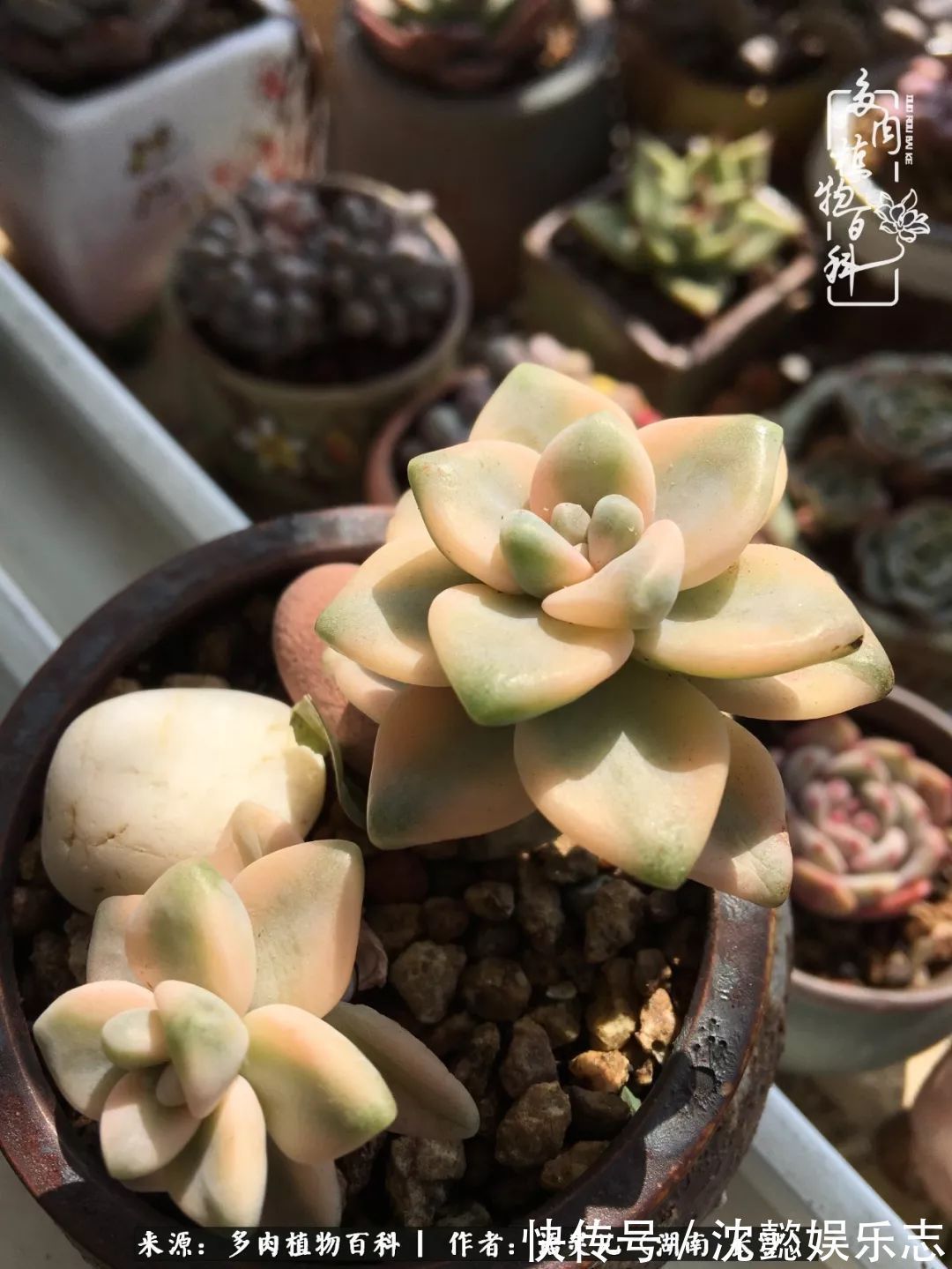 阳台党|邂逅多肉,爱折腾的阳台党,总能收获简单纯粹的快乐!