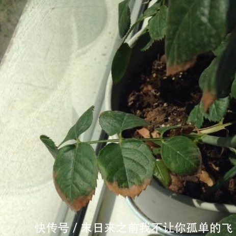 秋天给月季浇点这种水，不黄叶不生病，花苞长不停！