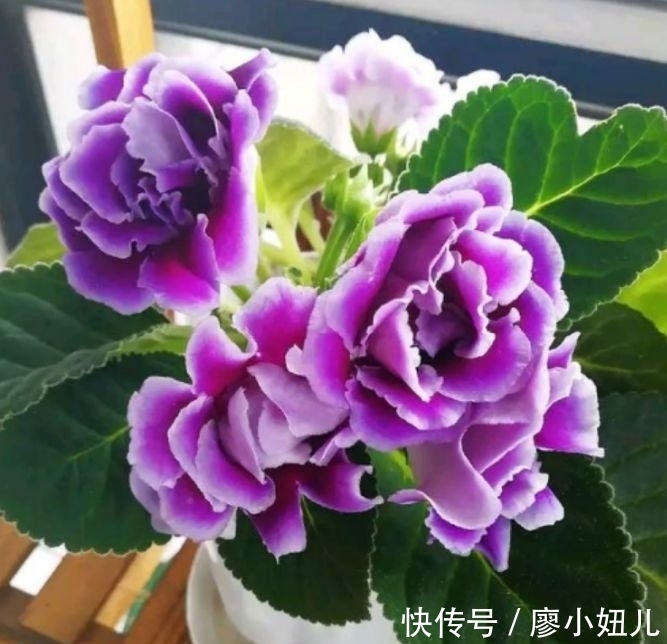 莺萝|4种堪称开花王,一开就是300多天,每天都有漂亮花赏