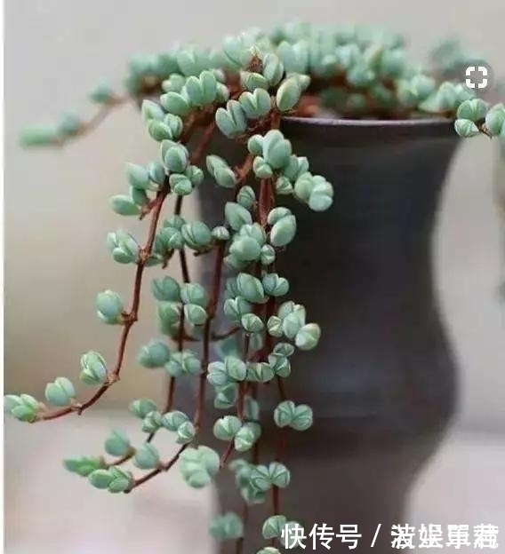 10款能吊起来养的多肉,一个比一个美,还不占地方