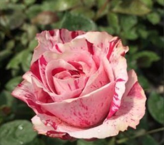 养护|三个品种的月季花,不仅花瓣上有漂亮的花纹,而且养护方法简单