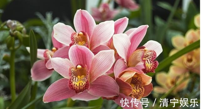 兰花不开花真愁人,换个环境,就能改善!兰花的观赏价值很高