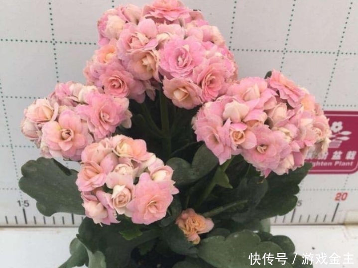 长寿花怎么摘心和修剪？让它爆发更多的侧枝，开更多的花花