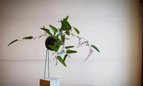 备好素材 轻松制作出美轮美奂的苔玉盆景 值得你拥有 快动手 粉紫色