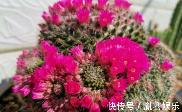 浇水|他养了1盆“仙人球”,开花100朵,漂亮极了,大家都说头回见
