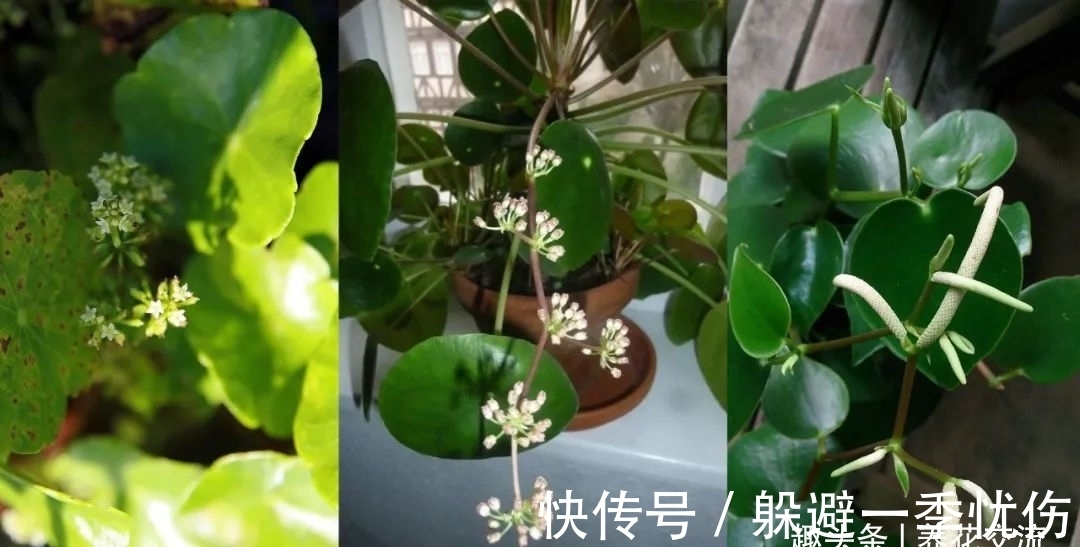 圆润小巧的铜钱草、镜面草和荷叶椒草，三种迷你植物哪种适合你？