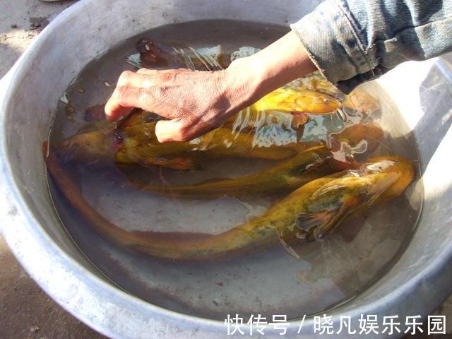 黄河|罕见！黄河“巨型黄辣丁”被人钓起，钓友：太大了，还能吃吗