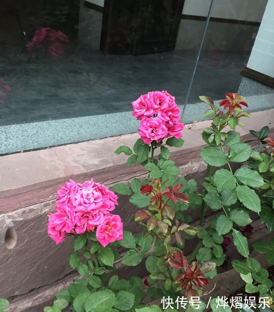 扦插|月季扦插不“生根”,什么步骤错了4步正确步骤详解,为你解惑