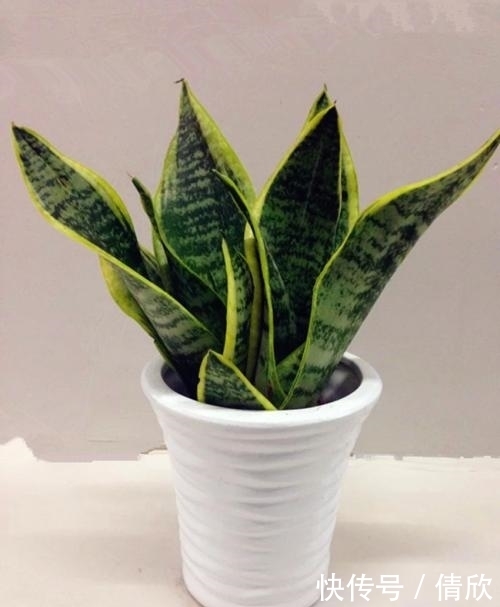 摆在室内的植物，不仅好看，还能调节空气湿度！