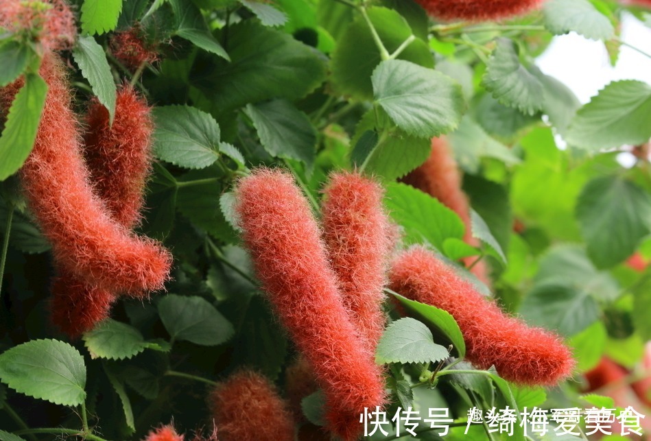 此花可促进儿童生长,红绿相间,十分的出彩,有着大吉大利的寓意
