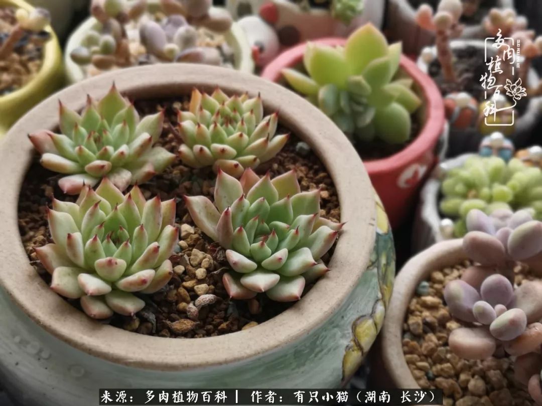 经历一个夏天的摧残,方知皮实好养的多肉才是真爱!