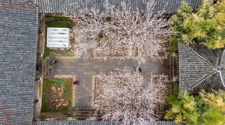 中年|春暖花开时，趵突泉踏雪寻梅来