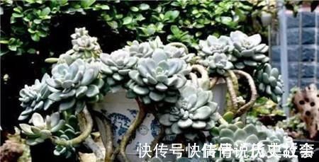 多肉|5种多肉,皮实又好养,独苗变老桩,长出状态美极了