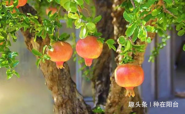 你家盆景石榴不开花、不结果别急,一把剪刀就能解决!