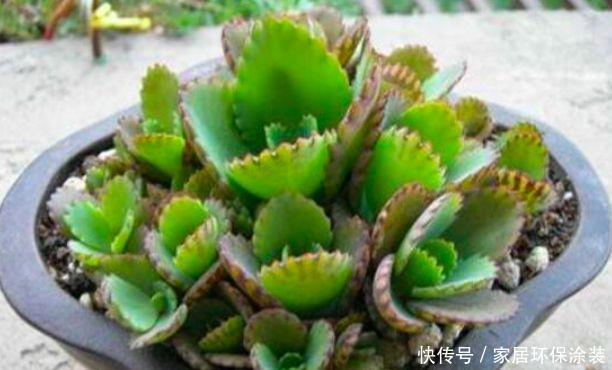 这个花随便掐个枝条就能养爆盆!