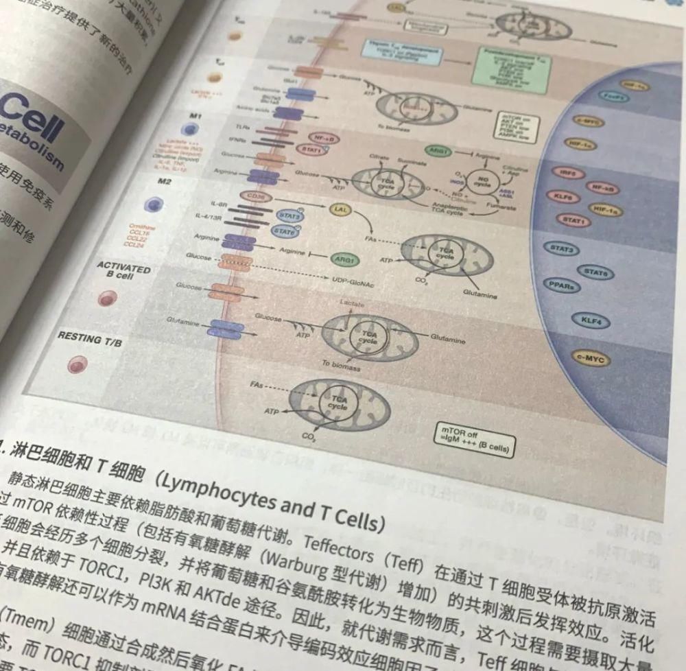 导师|看懂复杂的信号通路，组会上让导师刮目相看