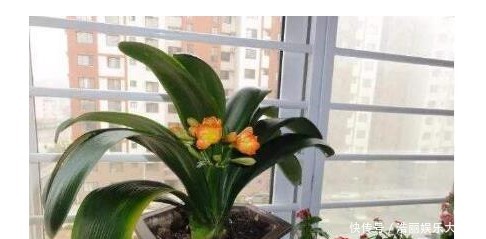 养护|用筷子戳个洞,滴上几滴“它”,“4种花”超喜欢,蹭蹭长不停!