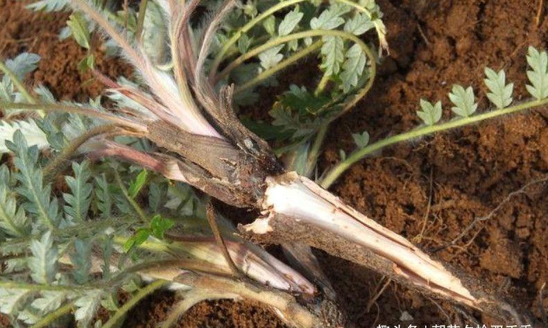 野生植物|农村常见的野生植物,农村娃视其为零食,殊不知可以入药