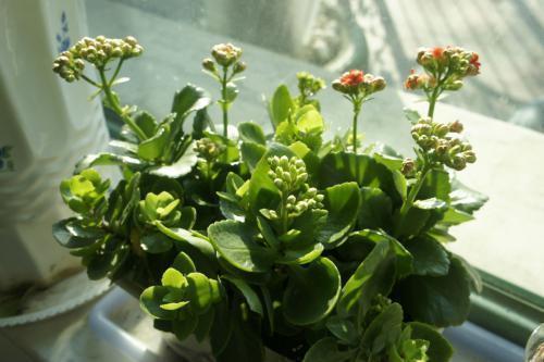 长寿花有2个养护时期,做好这几点,花期长达3个月,赏花真尽兴