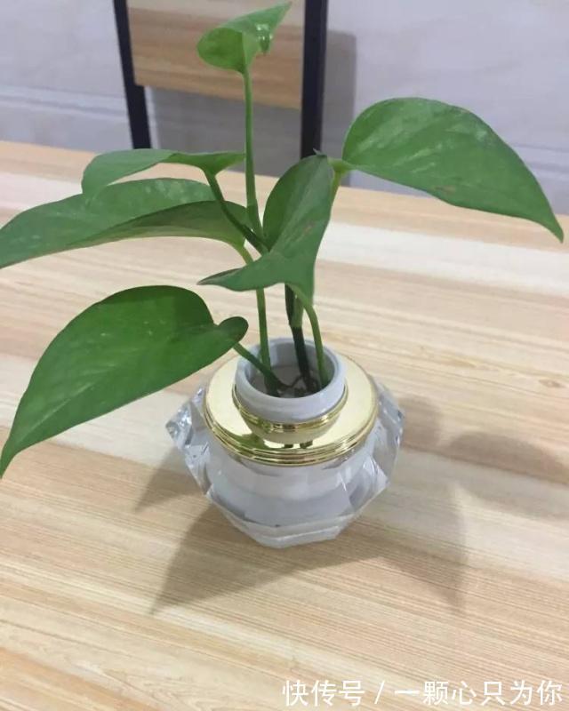 果皮|垃圾桶三种废物,千万别扔,都是养花神器,养啥花都爆盆