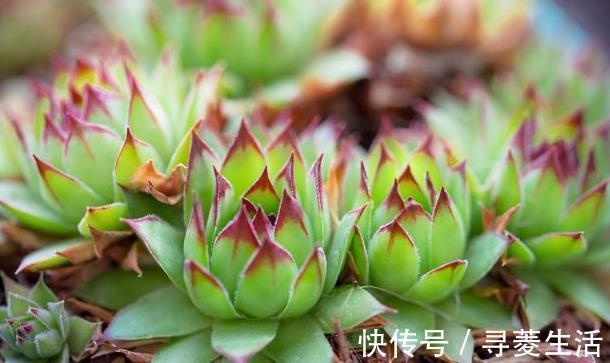 多肉植物|用生命开花的3种多肉植物,开完就死,你家有的话要小心