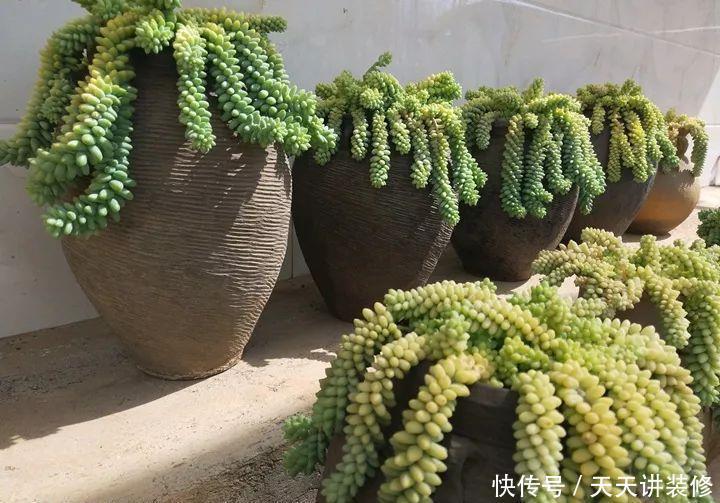 爸妈不在家,我在院子里疯狂种多肉,倍儿爽