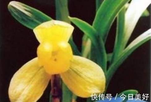 孤品|千万级别的天价孤品荷瓣兰,为何受追捧?如今还能见到吗?