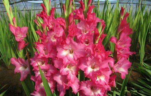 4种花漂亮又好养，一年多次开花，花香四溢，优雅迷人