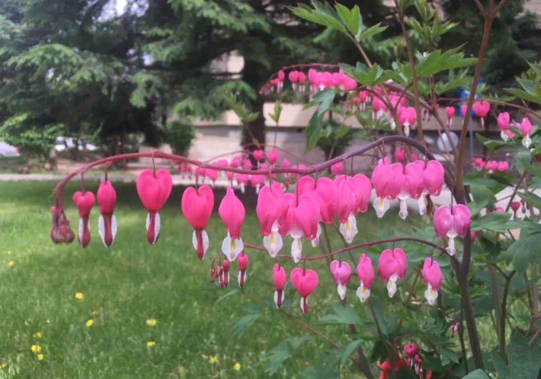 这盆吊兰养2年，年年开满小金鱼，大吉大利好喜气